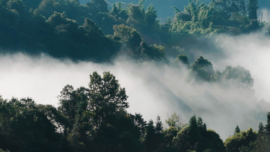 Is This Tea Worth Its Price? The Truth About Ancient Tree Pu-erh