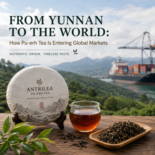 From Yunnan to the World — How Pu-erh Tea Is Entering Global Markets Antrilea Ancient Trees