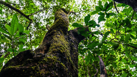 The Health Code Hidden in Ancient Tree Pu’er Tea