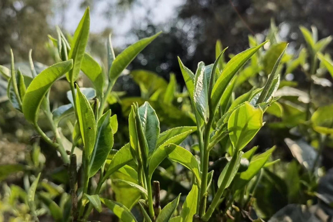 Why Spring Tea Is the Gold Standard