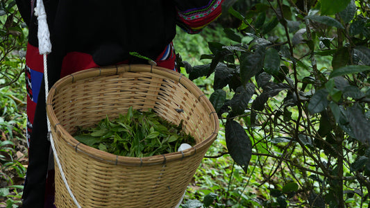 How to Identify the Quality of Spring-Harvest Pu-erh Tea